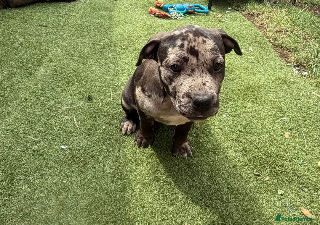Staffordshire Bull Terrier dogs for sale: Very nice puppy  - Advert 12