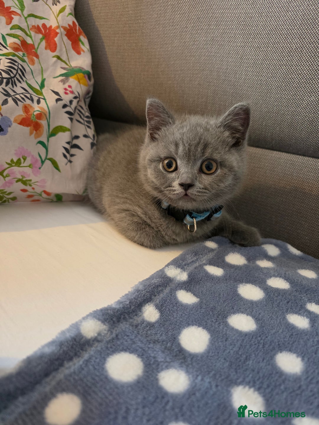 British Shorthair cats for sale: Cute British Shorthair Kittens Ready for go - Image 5