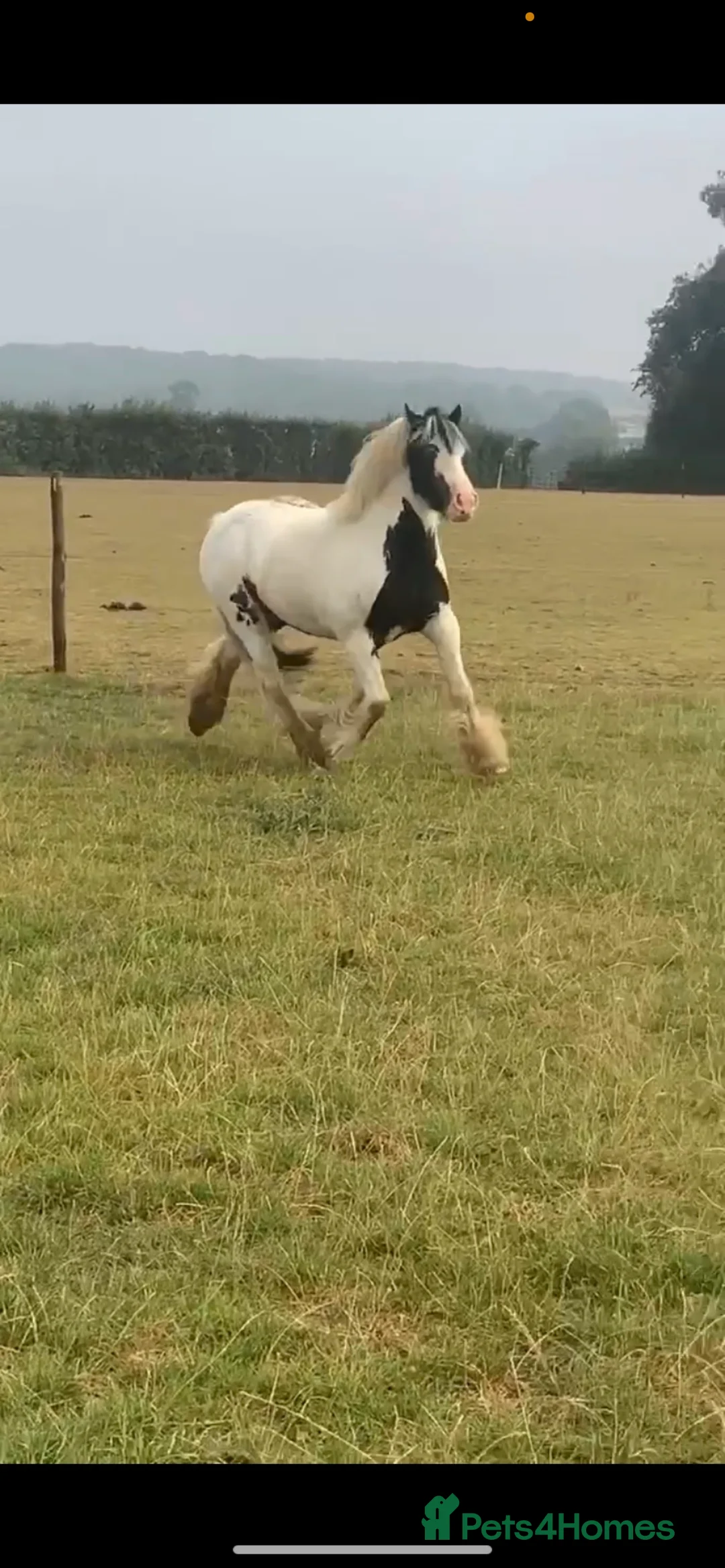 Irish Cob horses for sale: Hunting/ pony club pony  - Advert 2