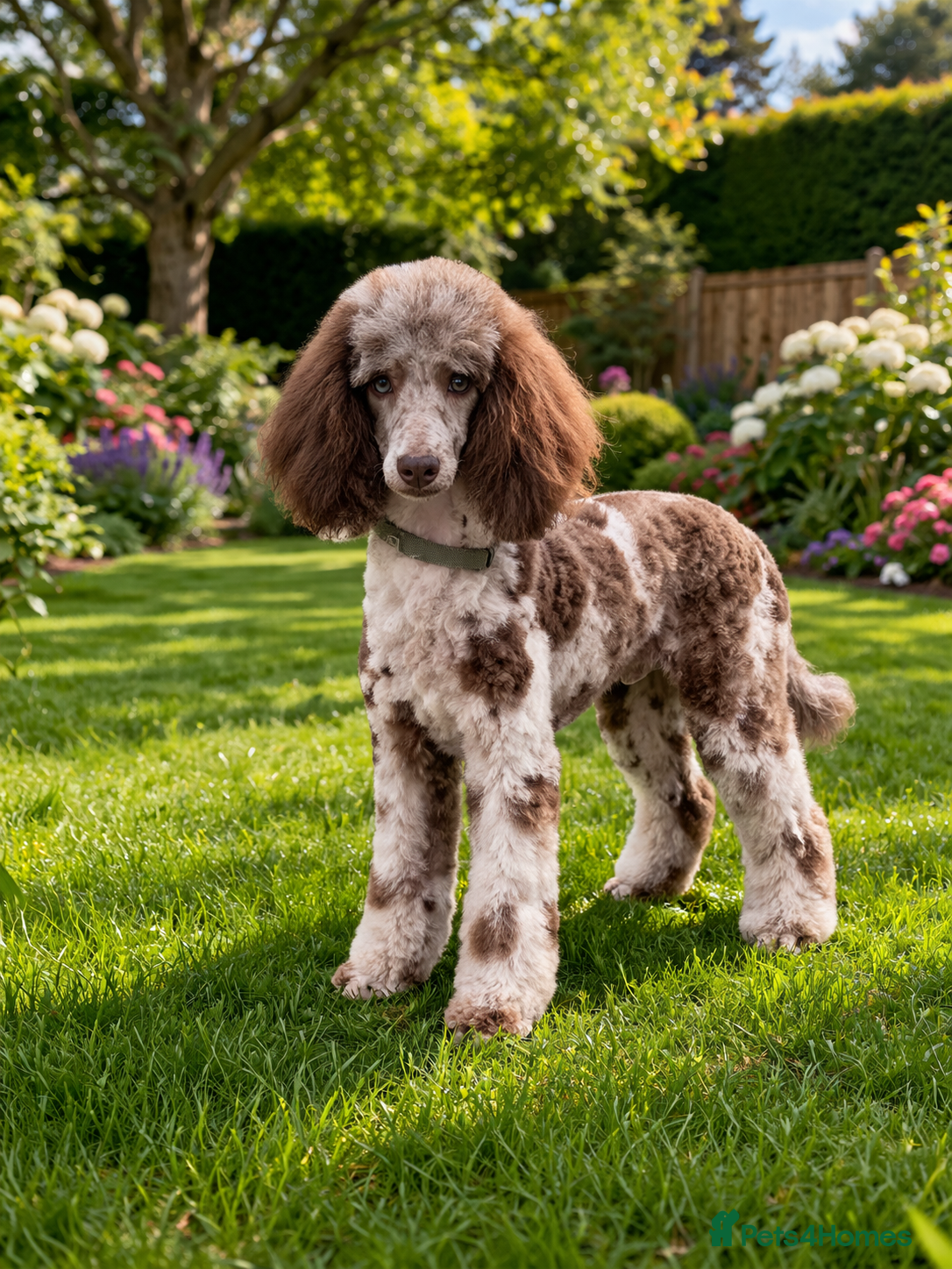 Mixed Breed dogs Luxury Miniature Poodle Puppies Licensed Breeder  - Advert 1