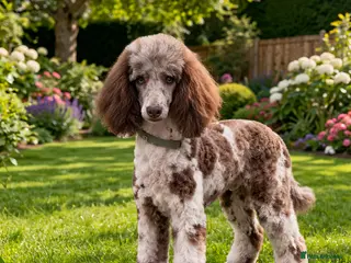 Mixed Breed dogs Luxury Miniature Poodle Puppies Licensed Breeder - Advert 6