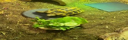 Hermann Tortoise reptiles for sale: Male Hermann Tortoise 5 years old with enclosure  - Advert 6