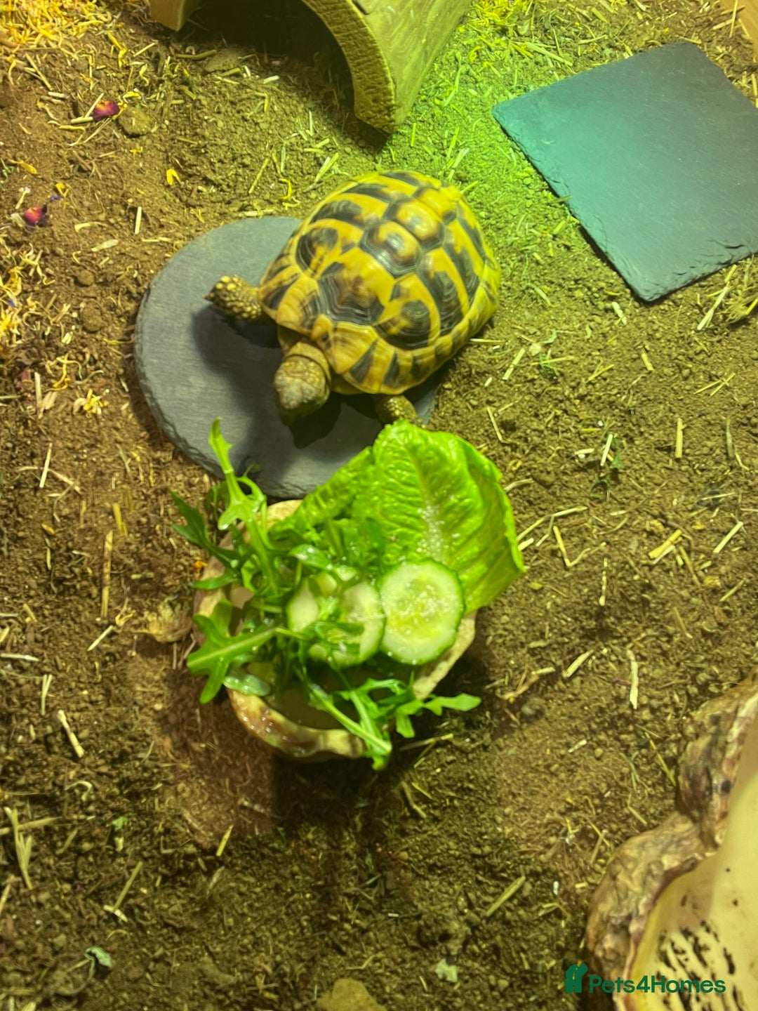 Hermann Tortoise reptiles for sale: Male Hermann Tortoise 5 years old with enclosure  - Advert 6