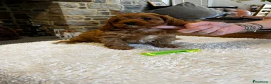 Cavapoo 5