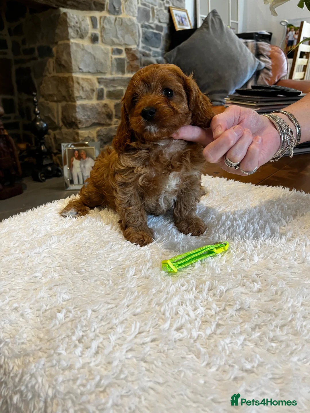 Cavapoo dogs for sale: Gorgeous Red F1 Cavapoo puppies  - Advert 16