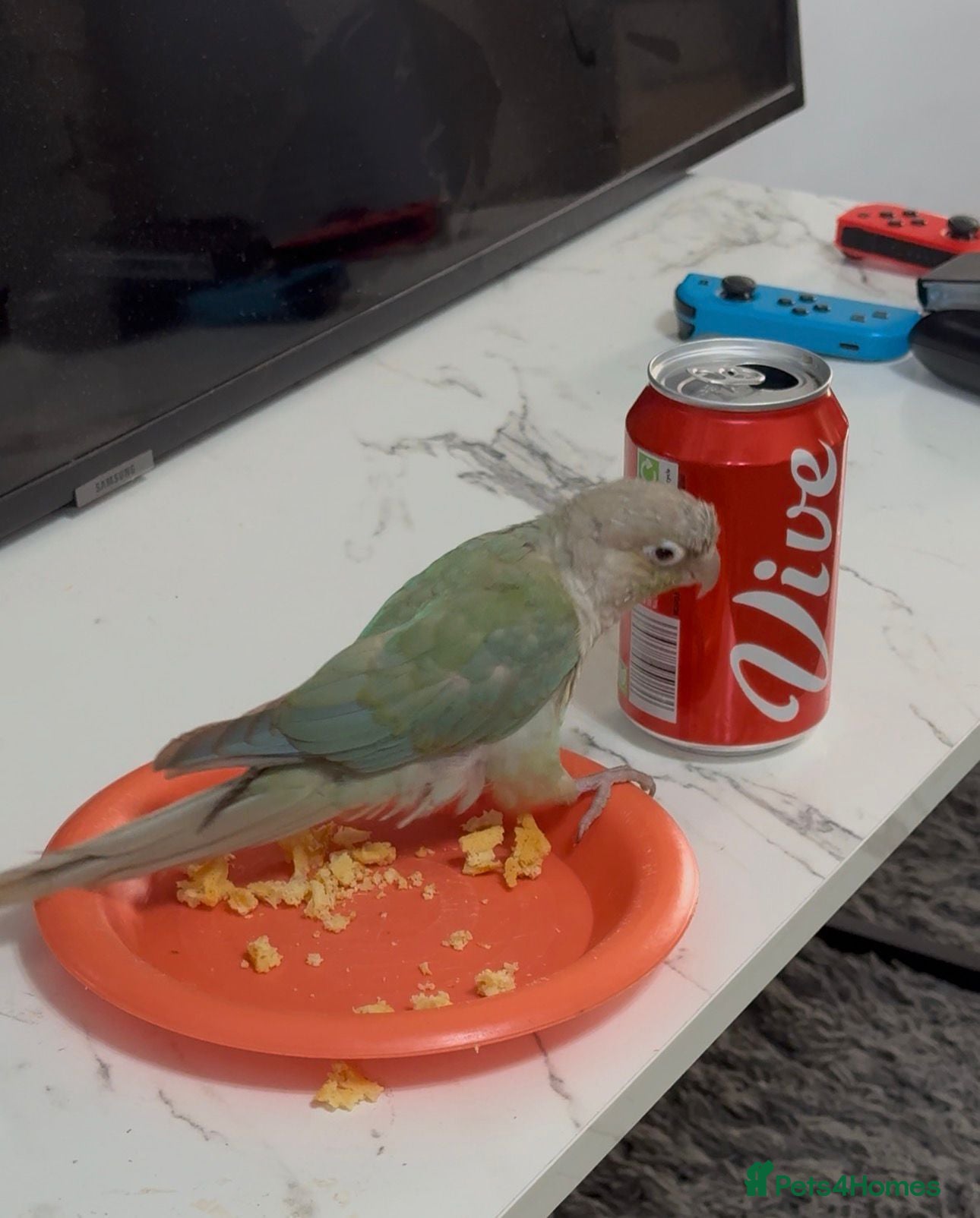 Conures birds Semi Tamed Cinnamon conure - Advert 2