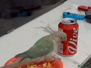 Conures birds Semi Tamed Cinnamon conure - Advert 2