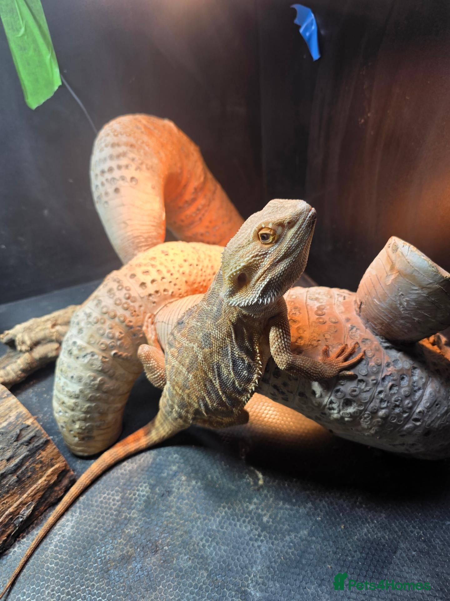 Bearded Dragon reptiles Male bearded dragon , proven breeder - Advert 8