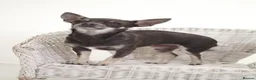 Chihuahua dogs for sale: Beautiful Chihuahua female  - Advert 7