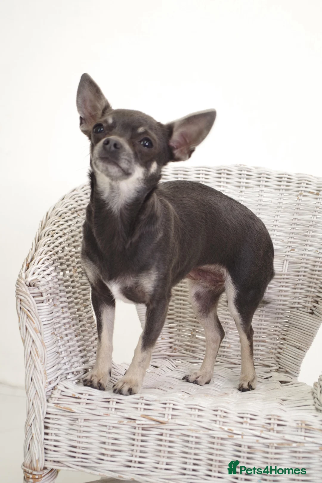 Chihuahua dogs for sale: Beautiful Chihuahua female  - Advert 7