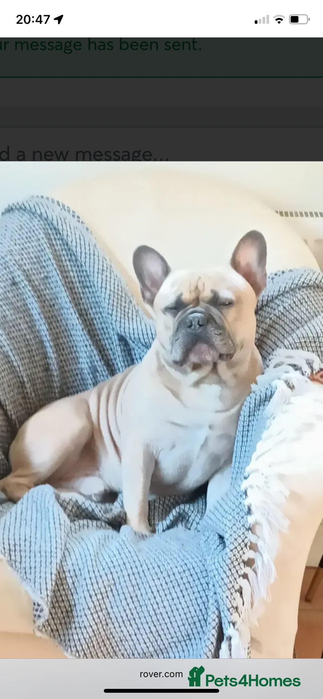 French Bulldog dogs for sale: French bulldog puppies - Advert 5