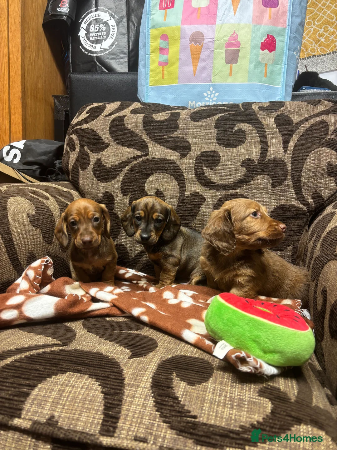 Dachshund dogs for sale: Dachshund Puppies - Advert 3