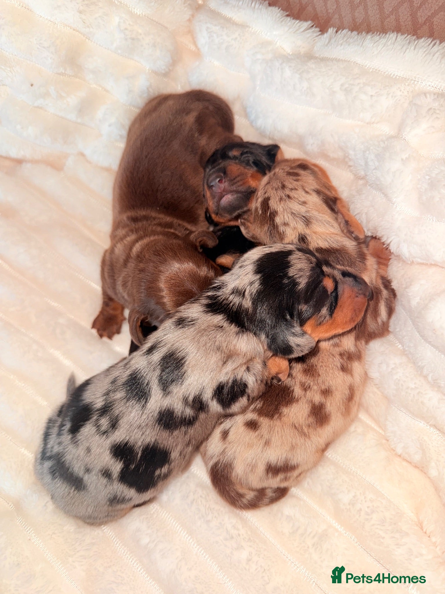 Miniature Dachshund dogs  1 GIRL KC Registered Miniature Dachshund puppies  - Advert 3