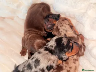 Miniature Dachshund dogs 1 GIRL KC Registered Miniature Dachshund puppies - Advert 3