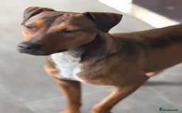 Mixed Breed dogs for adoption: Sweet Gomez looking for Love  - Image 3