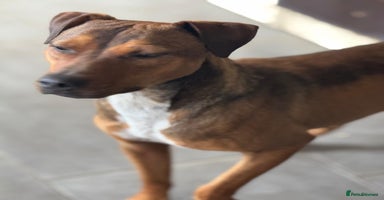 Mixed Breed dogs - Advert 1