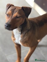 Mixed Breed dogs Sweet Gomez looking for Love - Advert 3