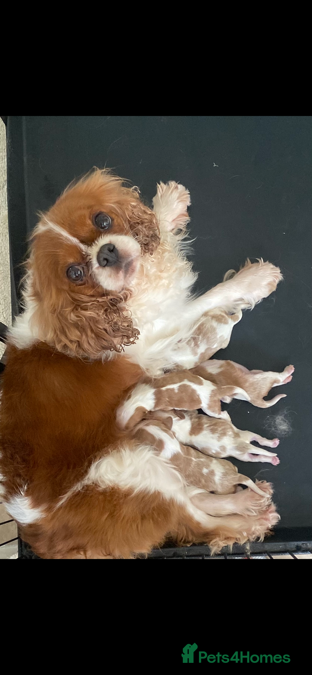 Cavalier King Charles Spaniel dogs for sale: 🐶 true miniature King Charles puppy’s 🐶 - Image 3