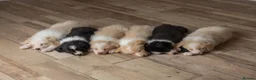 Border Collie dogs for sale: Exceptional, health tested, KC registered puppies - Advert 9