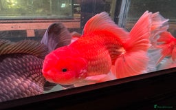 Fancy Goldfish fish for sale: Thai pleated goldfish - Image 30