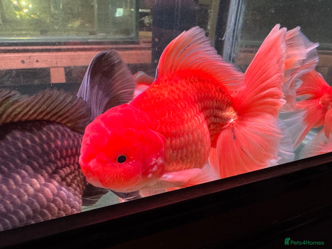 Fancy Goldfish fish for sale: Thai pleated goldfish - Image 30