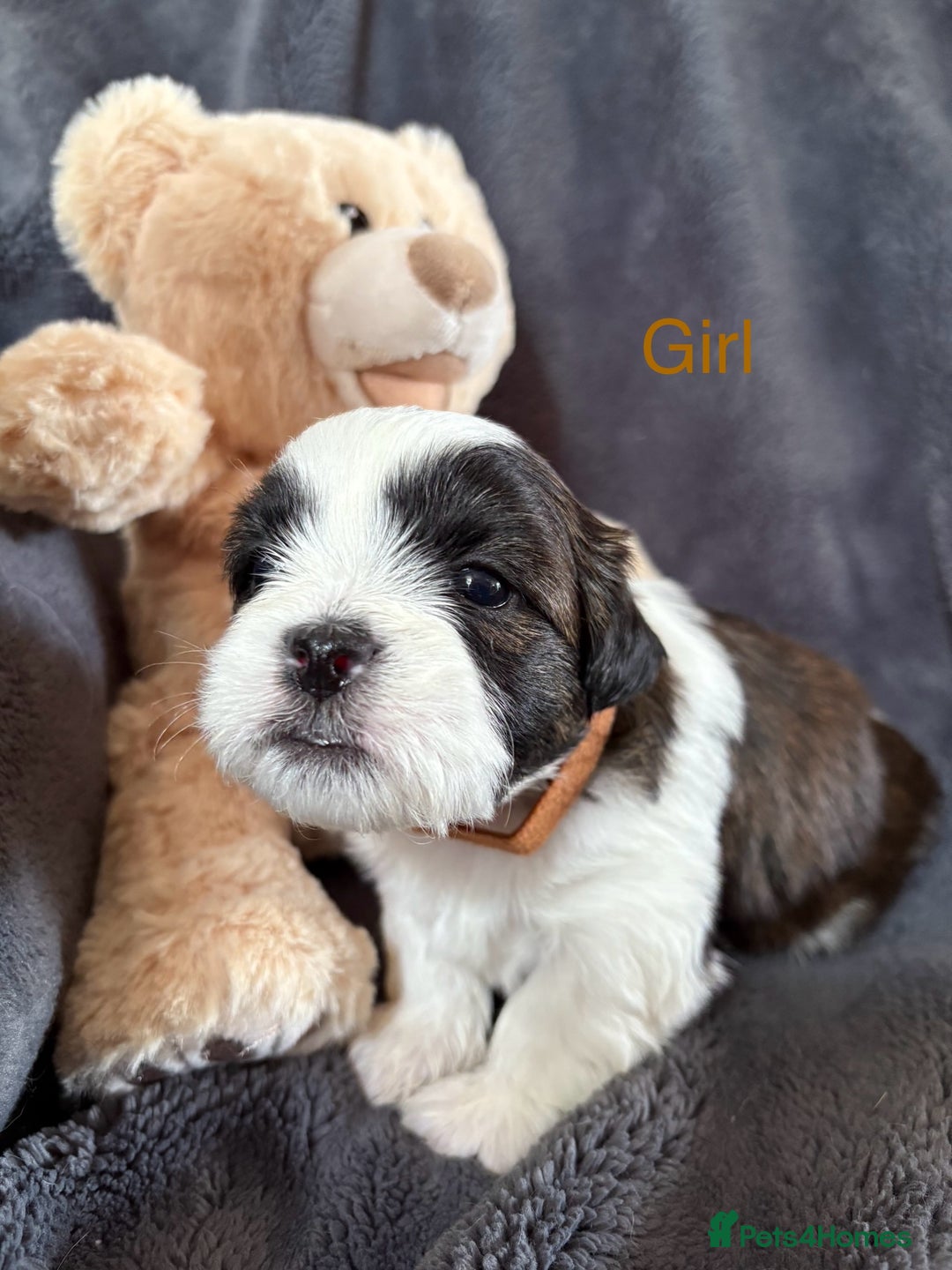 Shih Tzu dogs for sale: 6 beautiful shih tzu - Image 9
