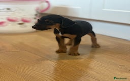 Jack Russell dogs for sale: Traditional Jack Russell Puppies  - Image 3