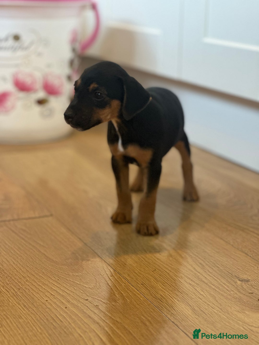 Jack Russell dogs for sale: Traditional Jack Russell Puppies  - Image 3