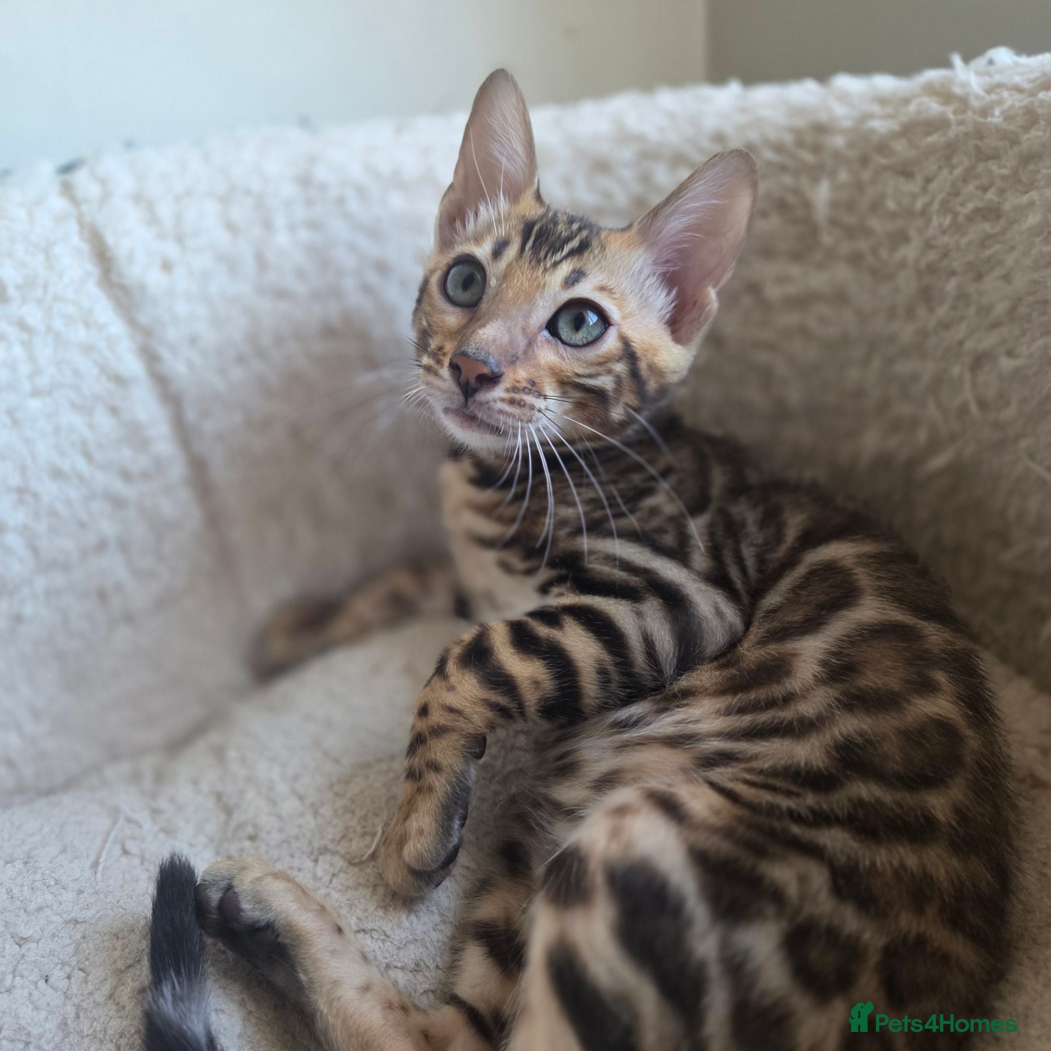 Bengal cats Ready now - pure Bengal TICA registered. - Advert 15
