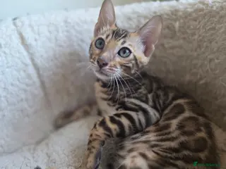 Bengal cats Ready now - pure Bengal TICA registered. - Advert 15
