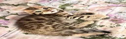 Bengal cats for sale: Beautiful bengal kittens 🐾🐾🐾 - Advert 36