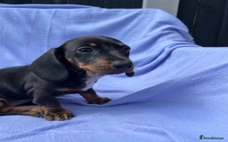 Dachshund dogs for sale: Daschund girl - Image 2
