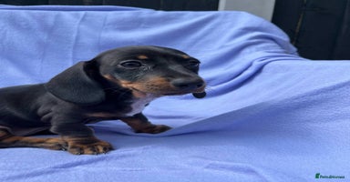 Dachshund dogs - Advert 14