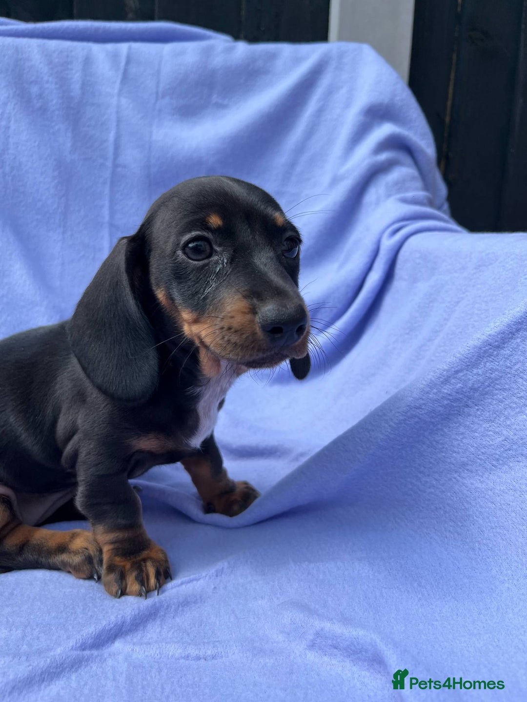 Dachshund dogs for sale: Daschund girl - Image 2