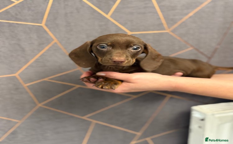 Miniature Dachshund dogs - Advert 3