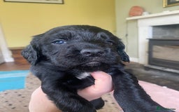 Sprocker dogs for sale: Gorgeous F1 health tested Sprockers  - Advert 13