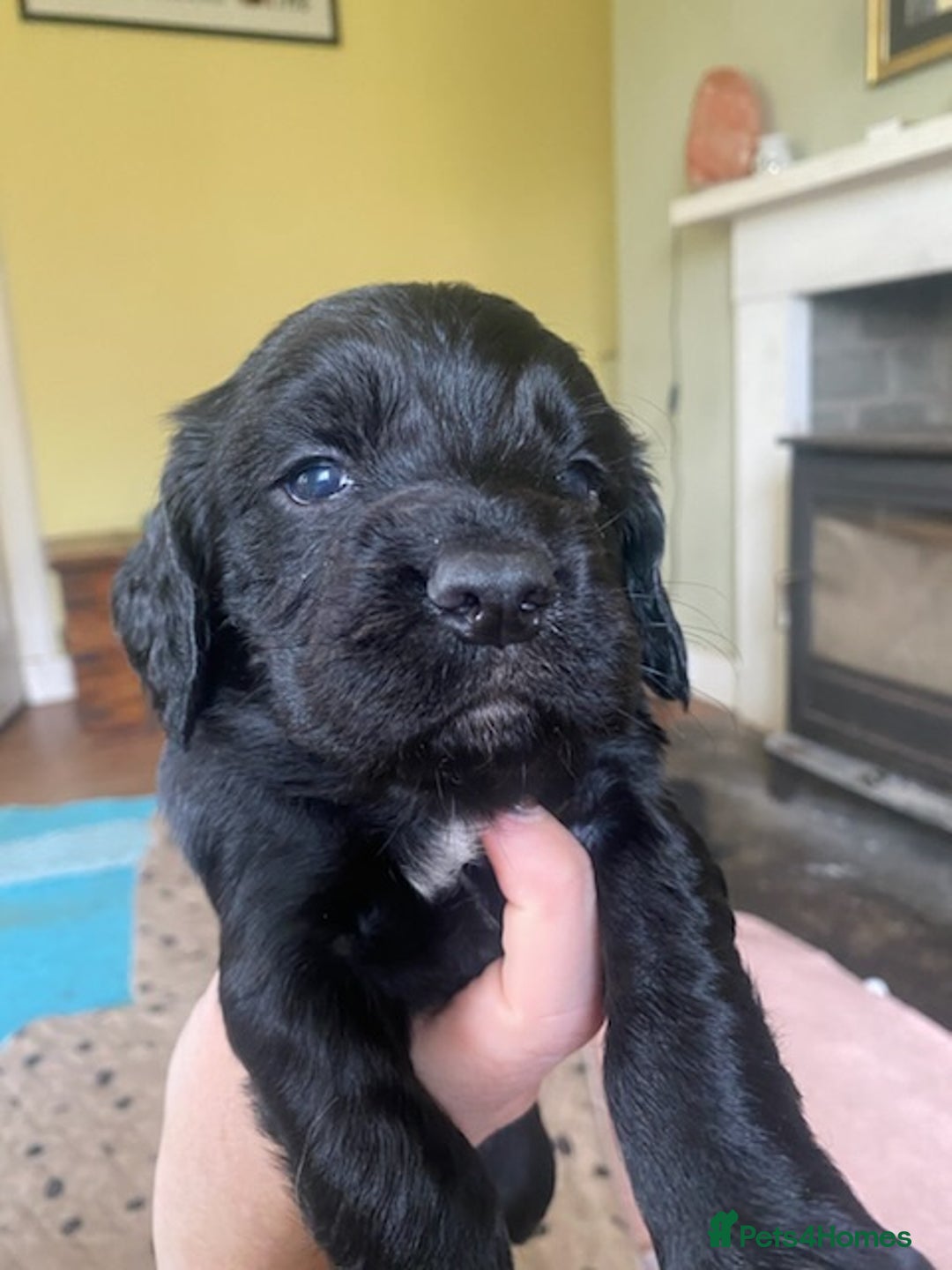 Sprocker dogs for sale: Gorgeous F1 health tested Sprockers  - Advert 13