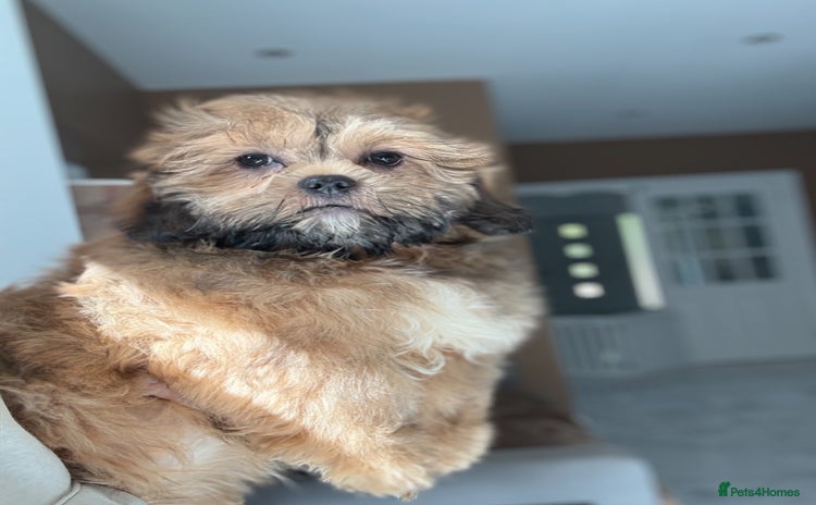 Shihpoo dogs - Advert 4