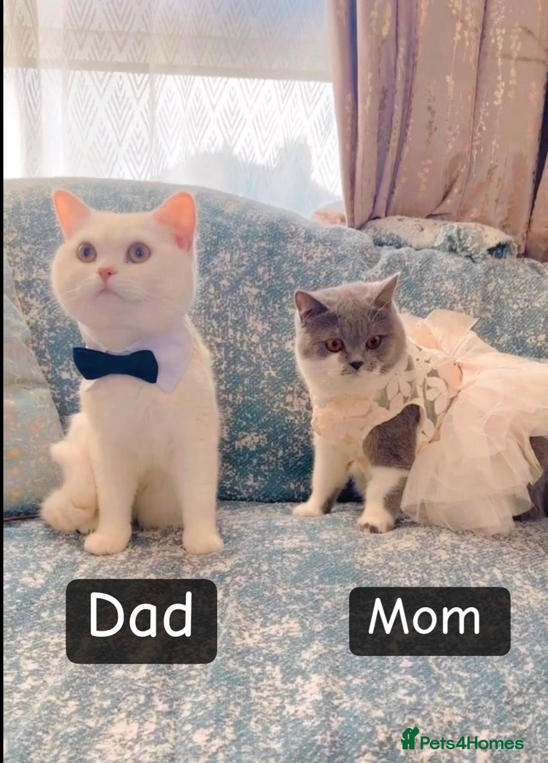 British Shorthair cats for sale: Scottish short hair kitten - Image 4