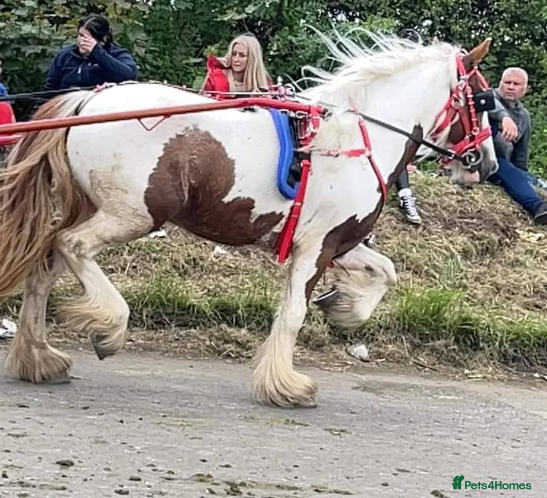 Irish Cob horses for sale: 6 year old Mini Cob – 12.3/13hh in Manchester - Advert 2