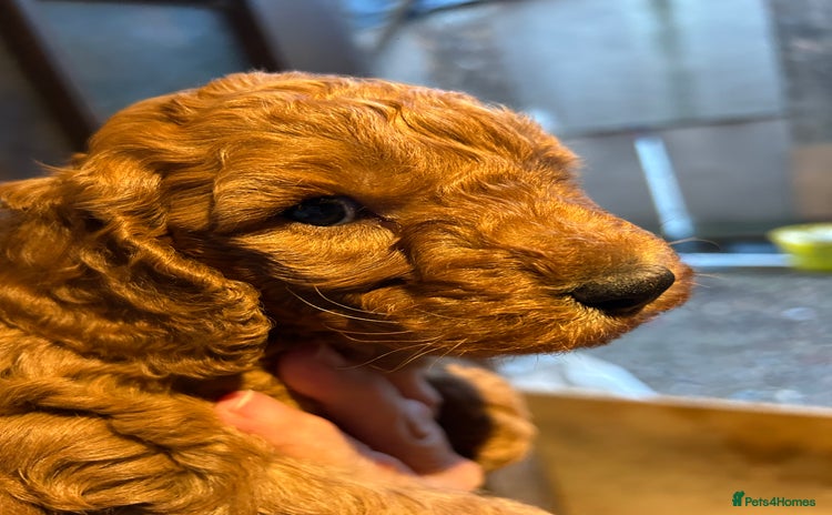 Cockapoo dogs - Advert 4