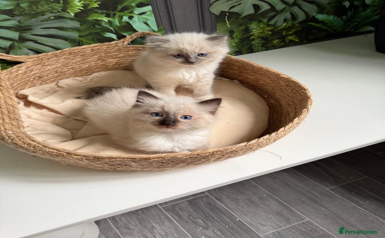 Ragdoll cats - Advert 1