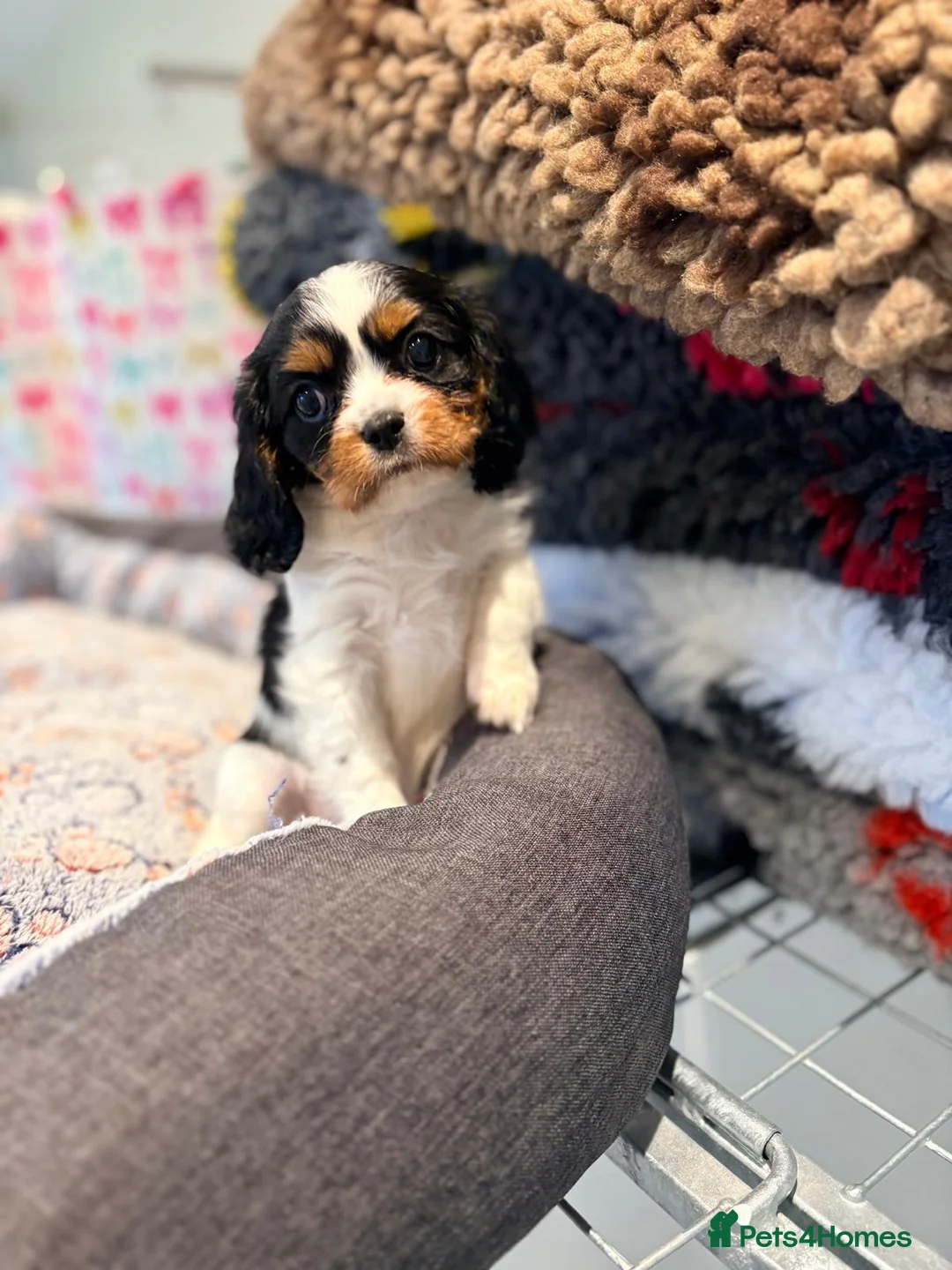 Cavalier King Charles Spaniel dogs for sale: 1 tri girl left - kc & health tested parents ❤️ - Advert 2