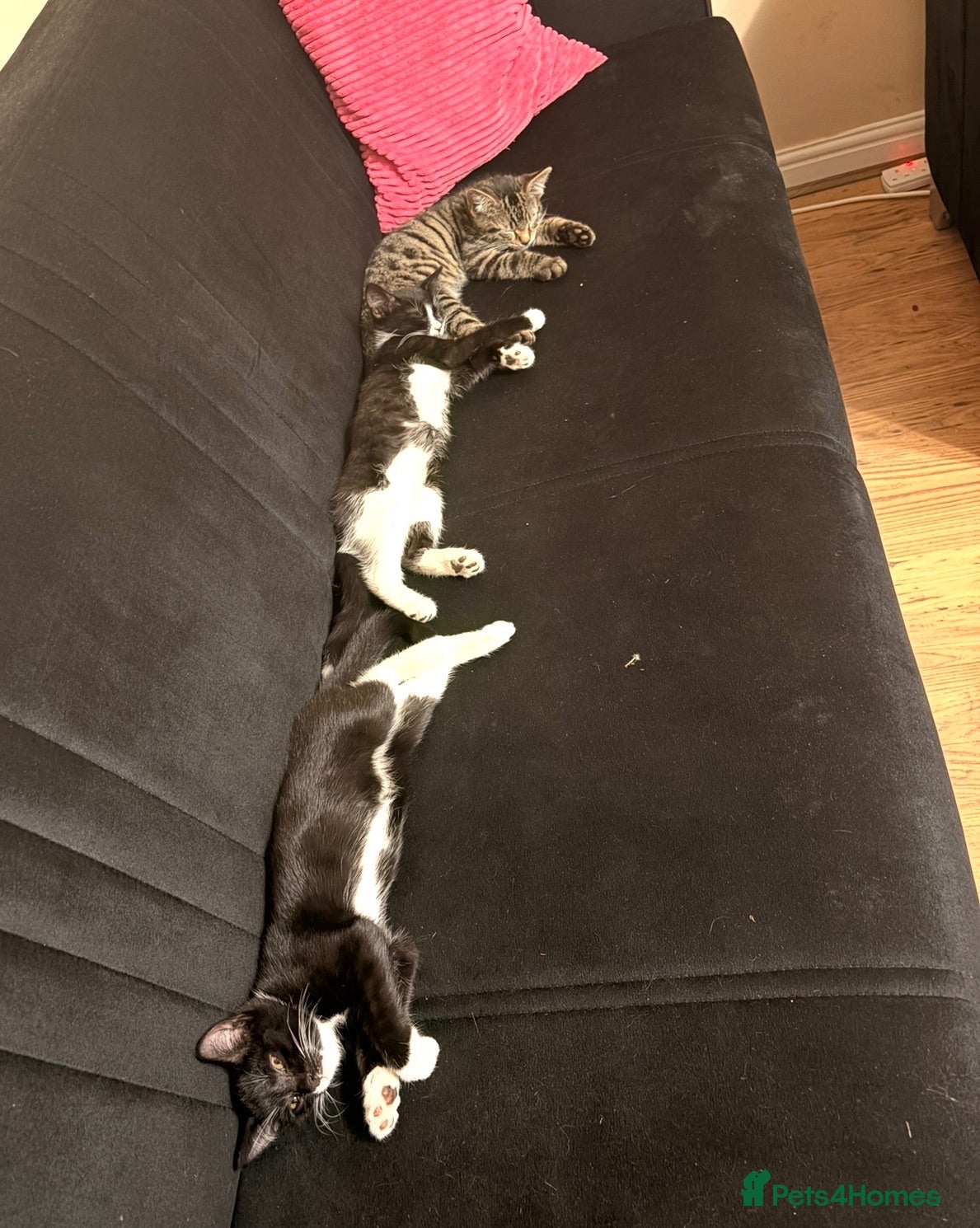 Mixed Breed cats Adorable kittens rehome ASAP - Advert 1