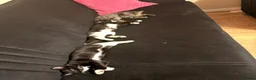 Mixed Breed cats for sale: Adorable kittens rehome ASAP - Advert 1