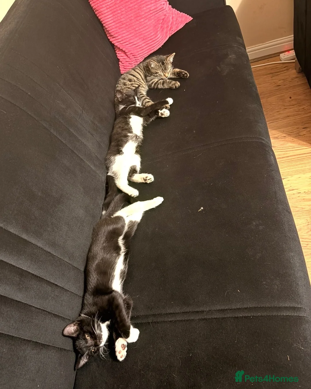 Mixed Breed cats for sale: Adorable kittens rehome ASAP - Advert 1
