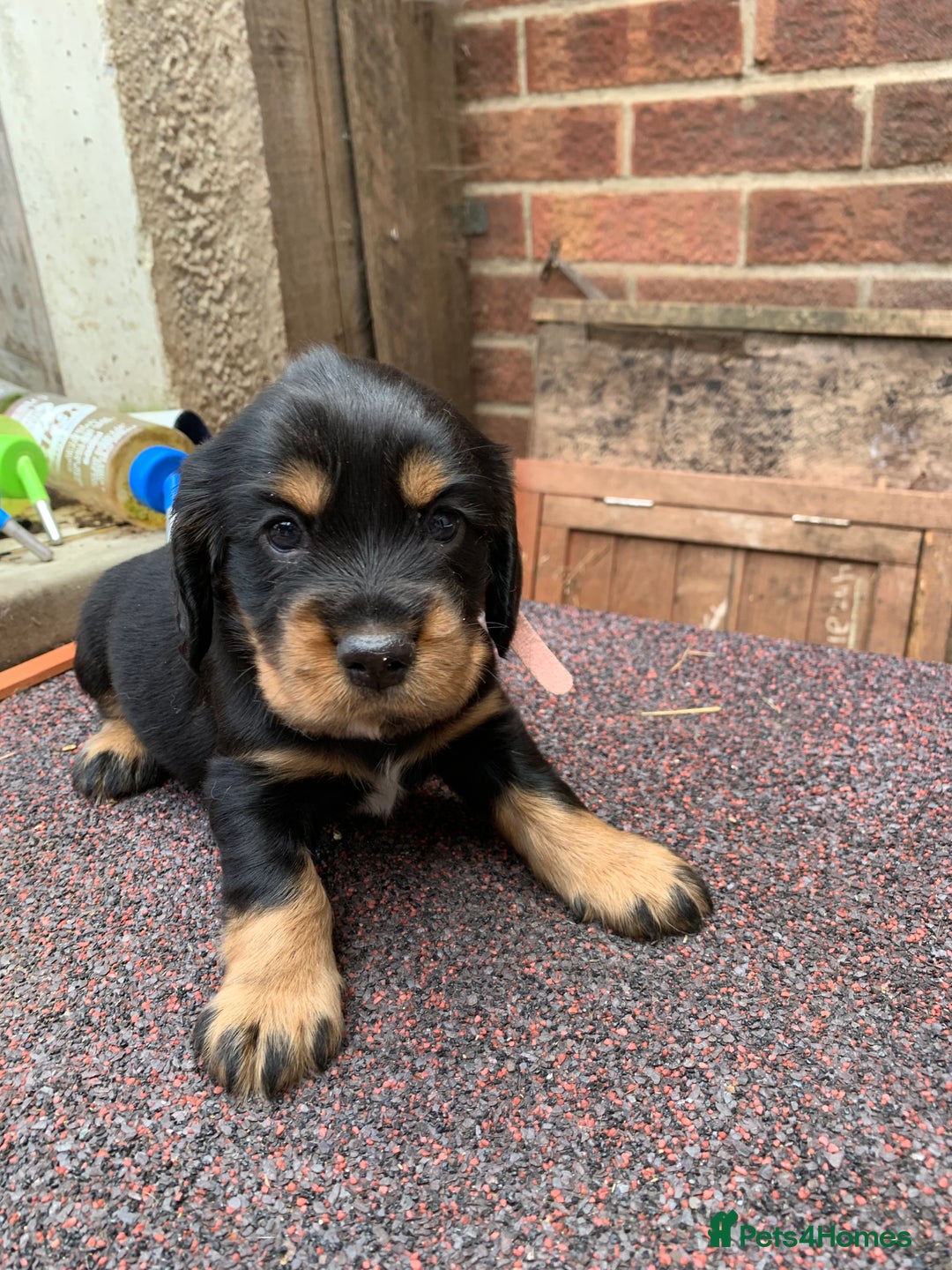 Cocker Spaniel dogs for sale: cocker spaniel pups ready for reserve - Image 14