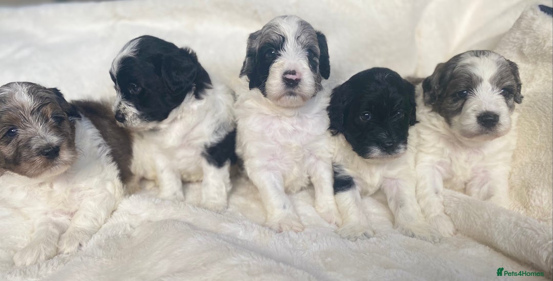 Mixed Breed dogs for sale: Beautiful Mega Coat Parti Merle Schnoodles - Image 3