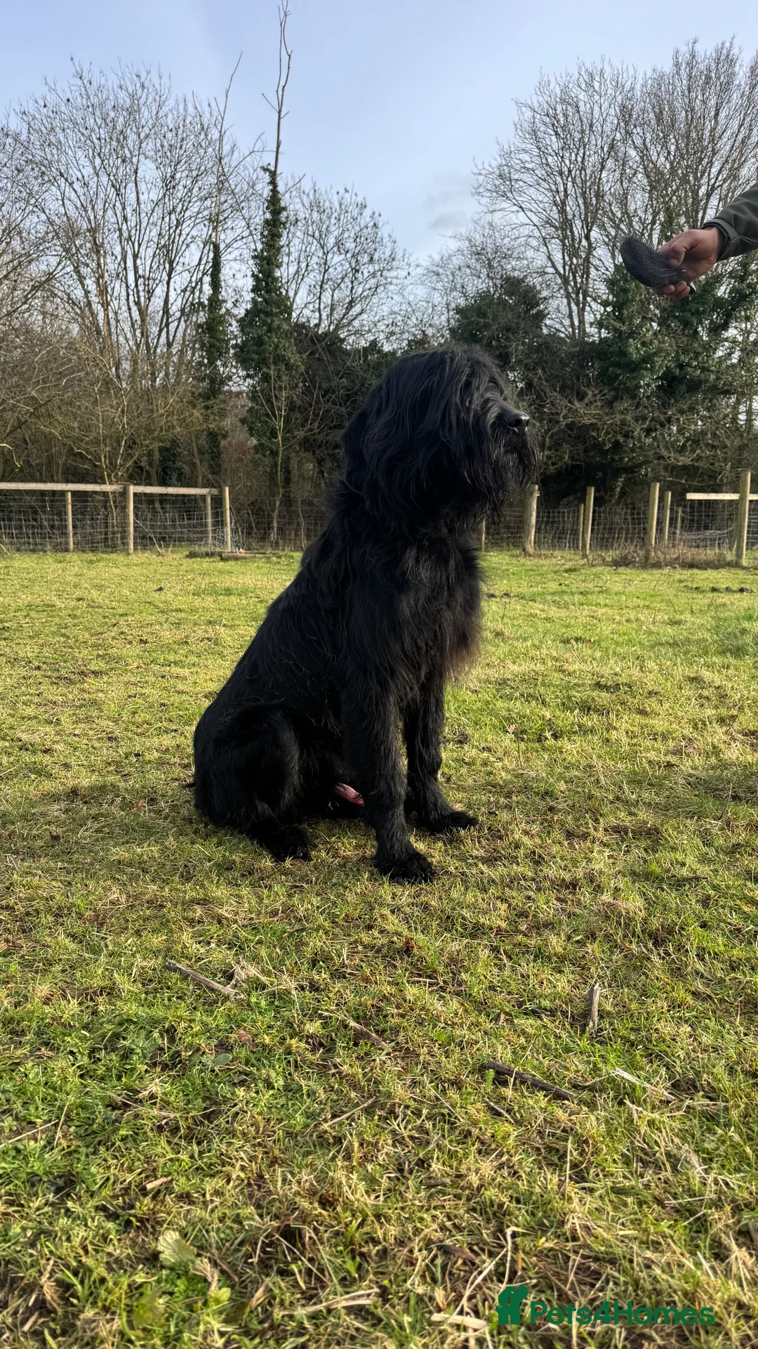 Giant Schnauzer dogs for sale: Bodie Boy available  - Advert 6
