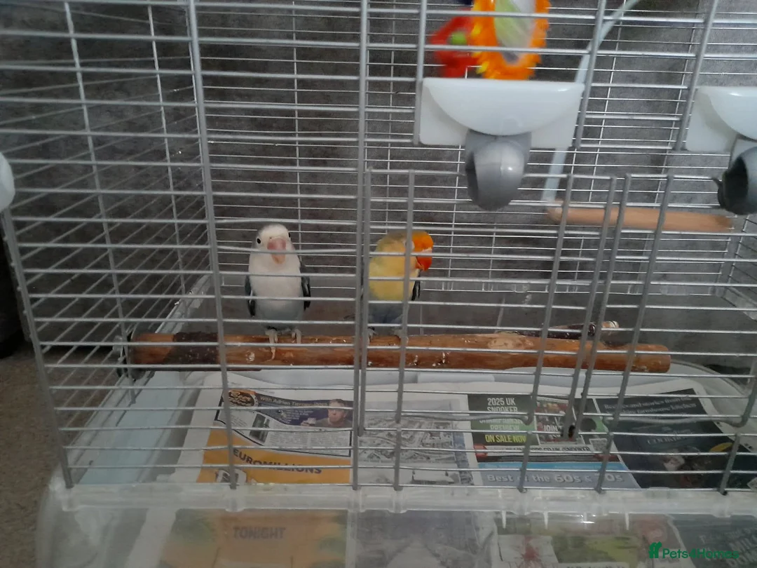 Lovebirds birds for sale: Two love birds with cage  - Advert 6